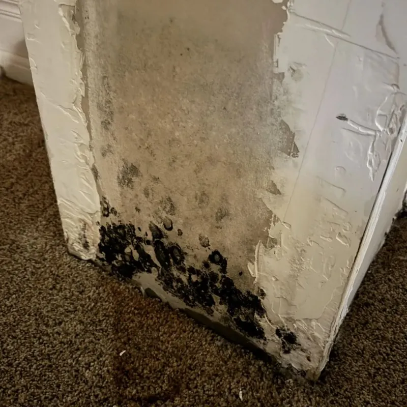 Professional Mold Removal in Brunswick, GA